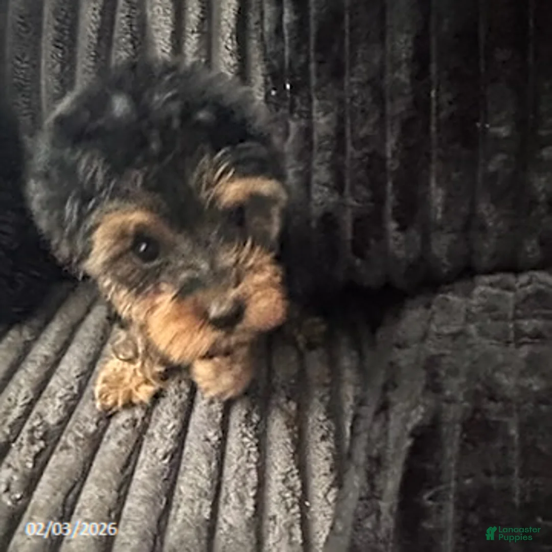 Yorkiepoo dogs for sale: Bailey - Ad 4