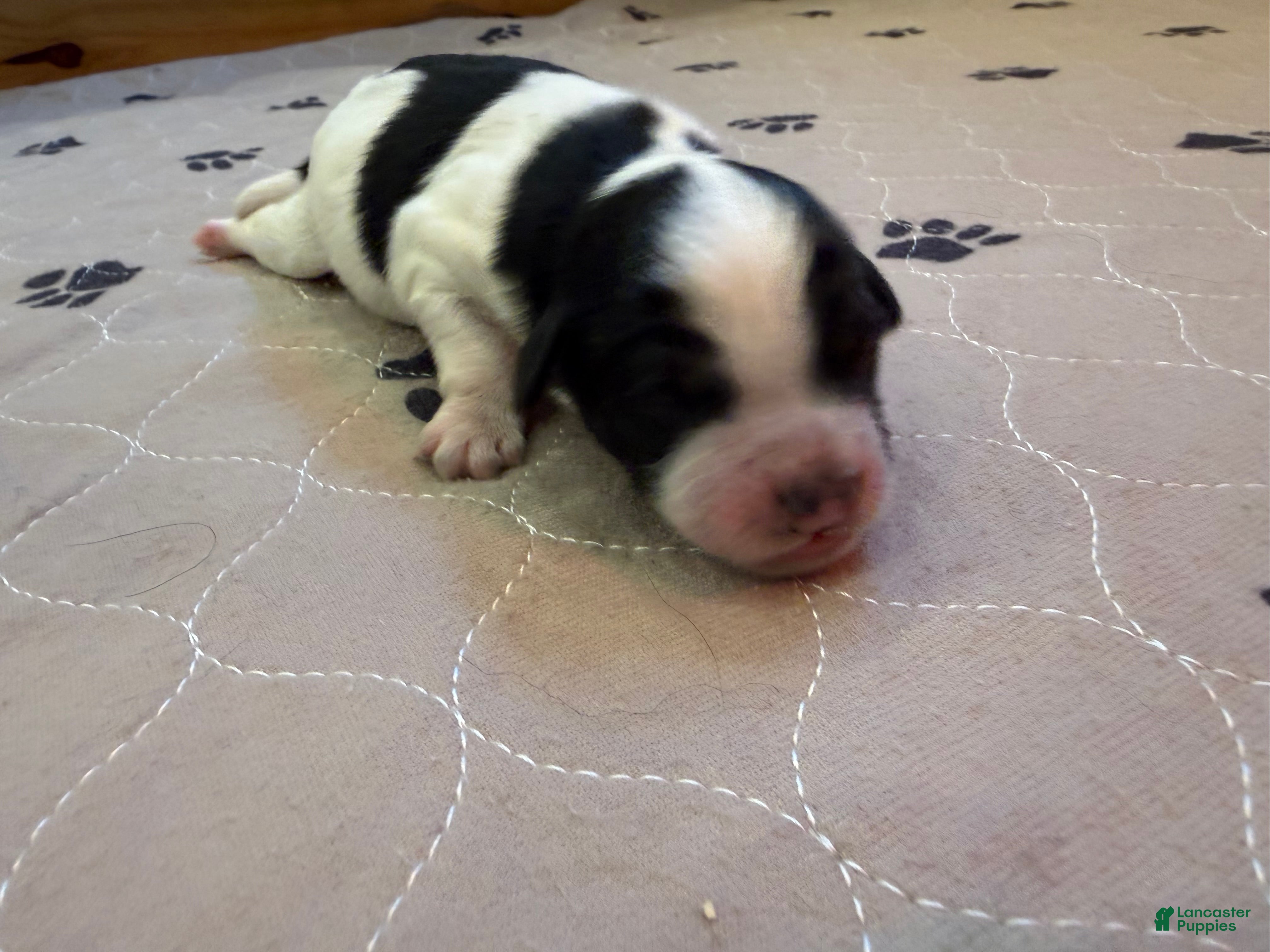 Mini Bernedoodle dogs Otis - Ad 42
