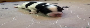 Otis