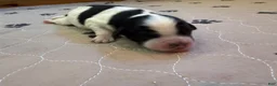 Mini Bernedoodle dogs for sale: Otis - Ad 1