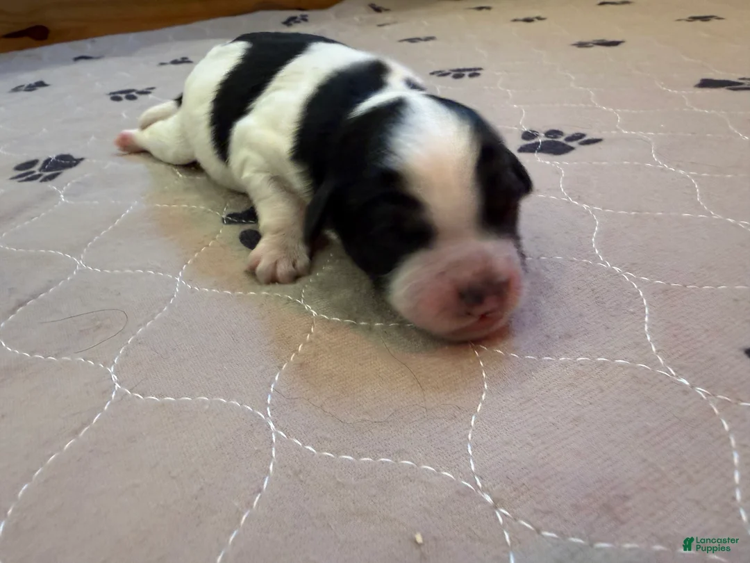 Mini Bernedoodle dogs for sale: Otis - Ad 1