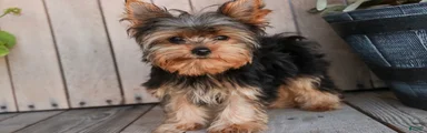 Spunky