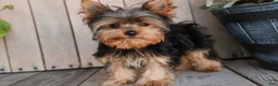 Yorkshire Terrier dogs for sale: Spunky - Ad 1