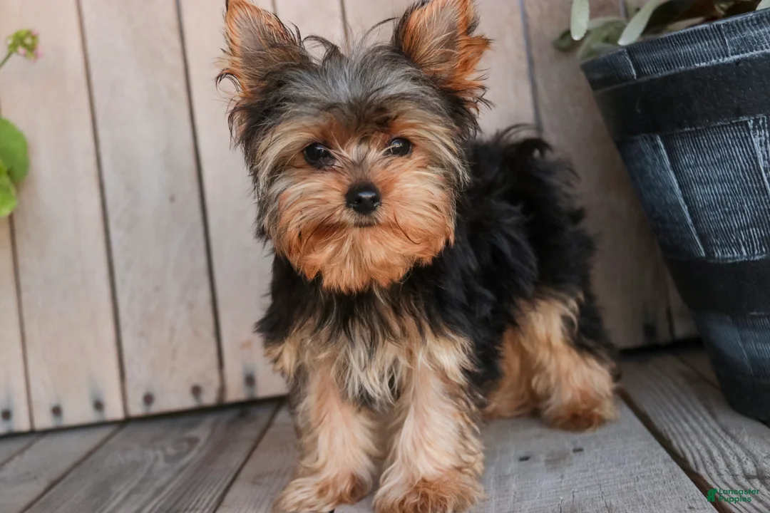 Yorkshire Terrier dogs for sale: Spunky - Ad 1