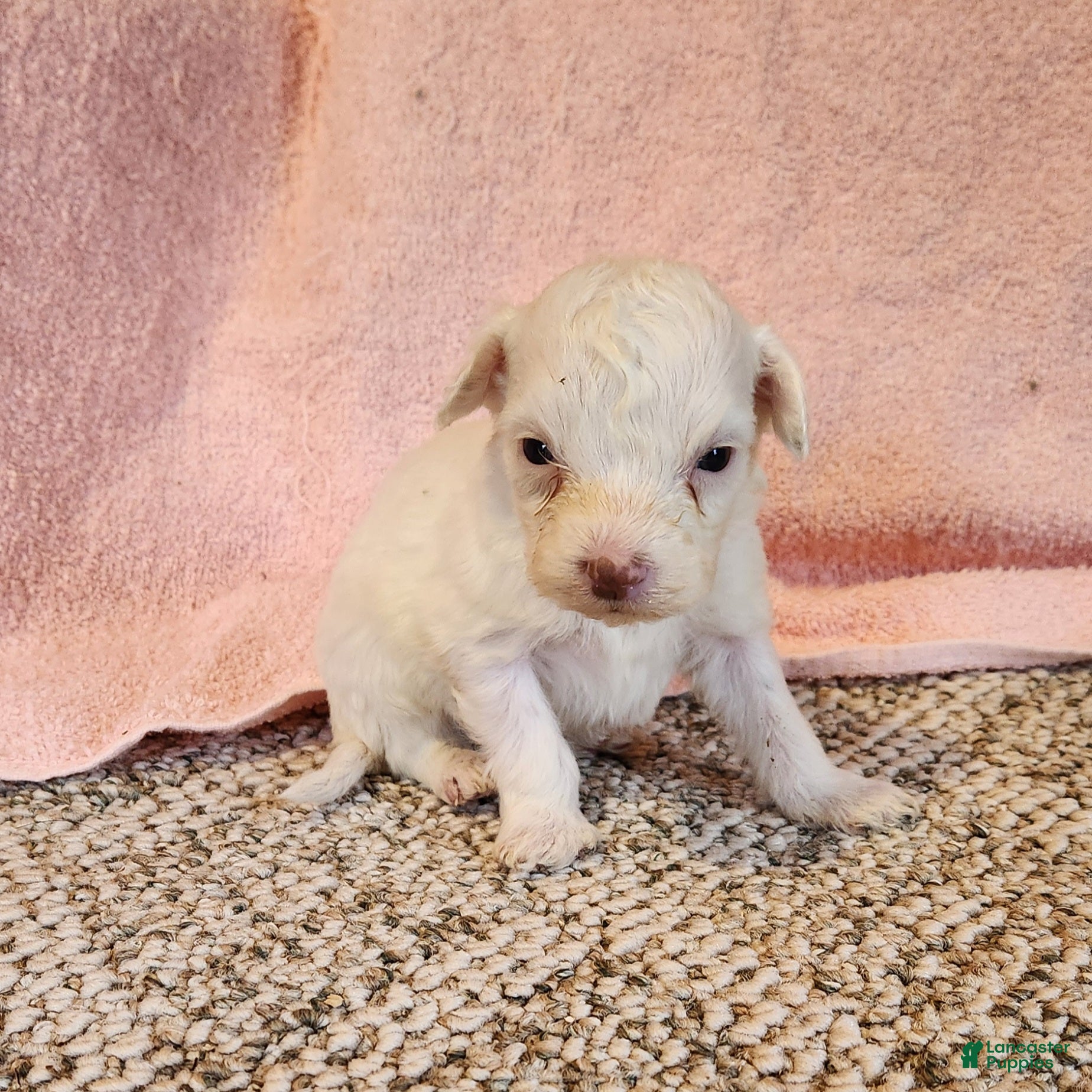 Portuguese Water Dog dogs Lil Snowball - Ad 21