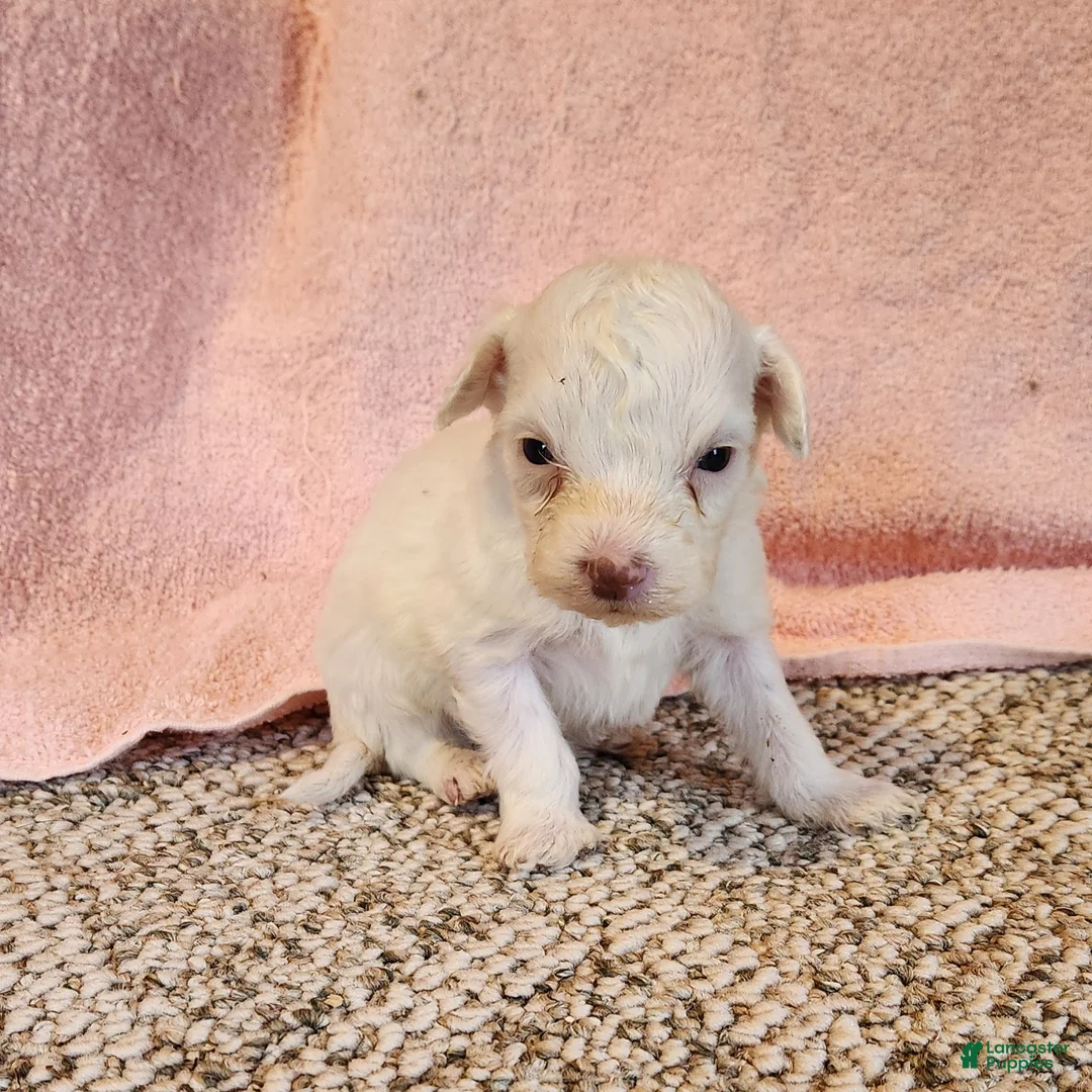 Portuguese Water Dog dogs for sale: Lil Snowball - Ad 1