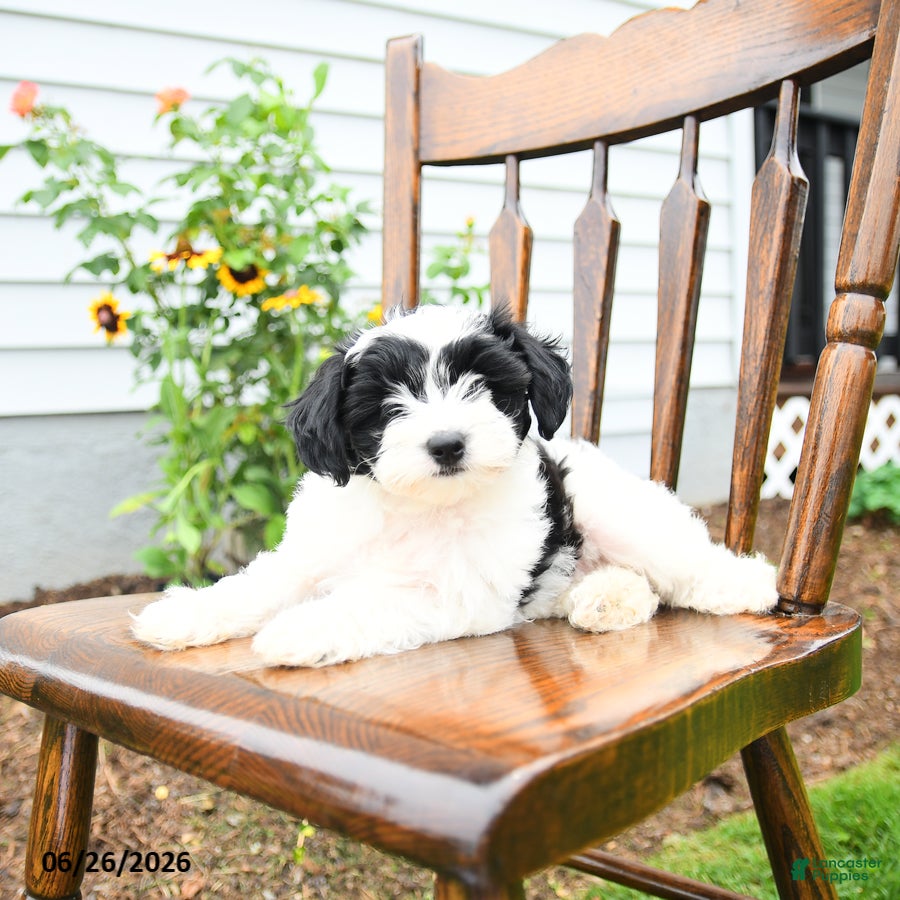 Yorkiepoo dogs Bowe  - Ad 2
