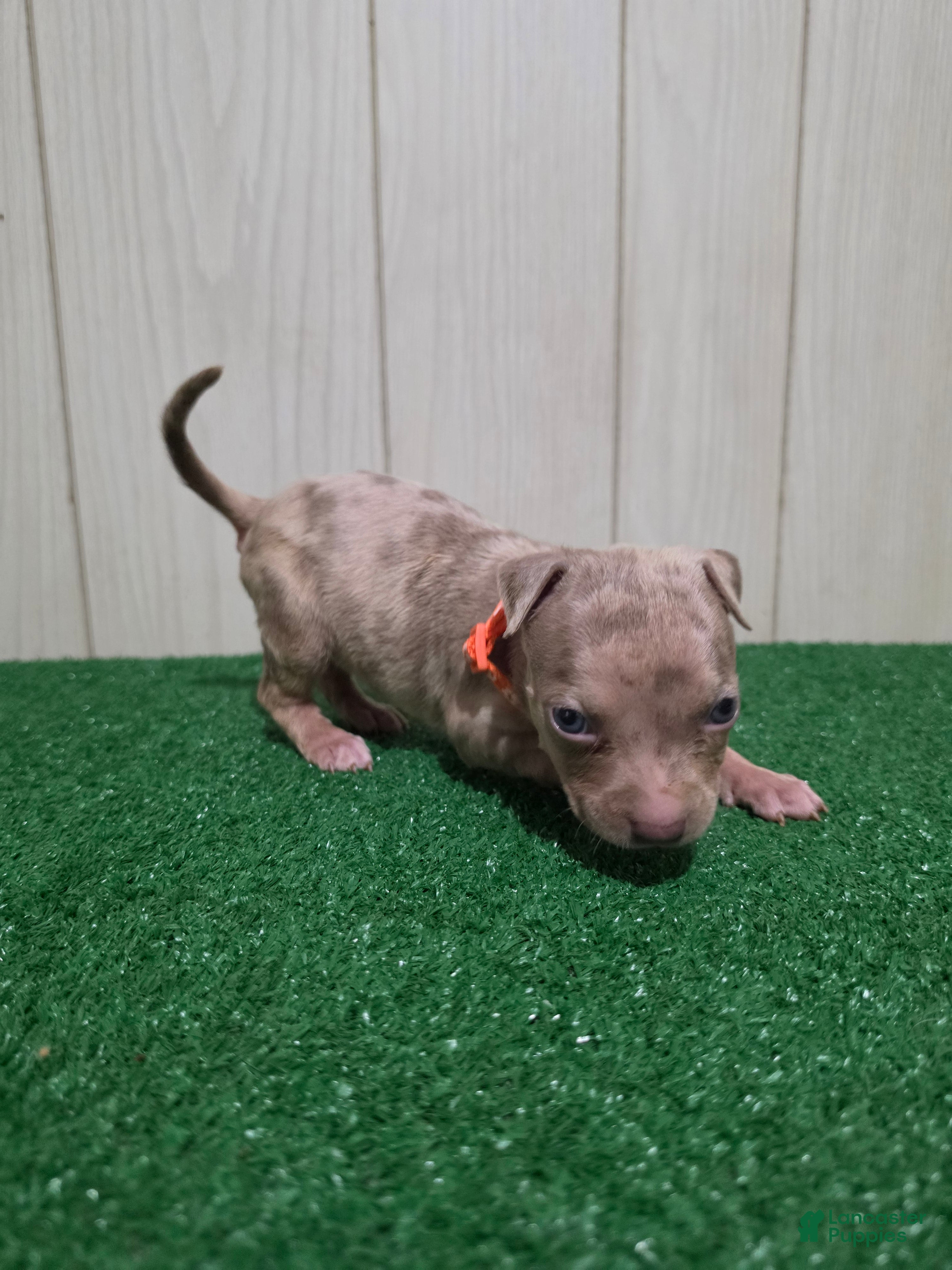 American Bully dogs for sale: American Bully XL Puppy 8 (Orange Collar) - Ad 2