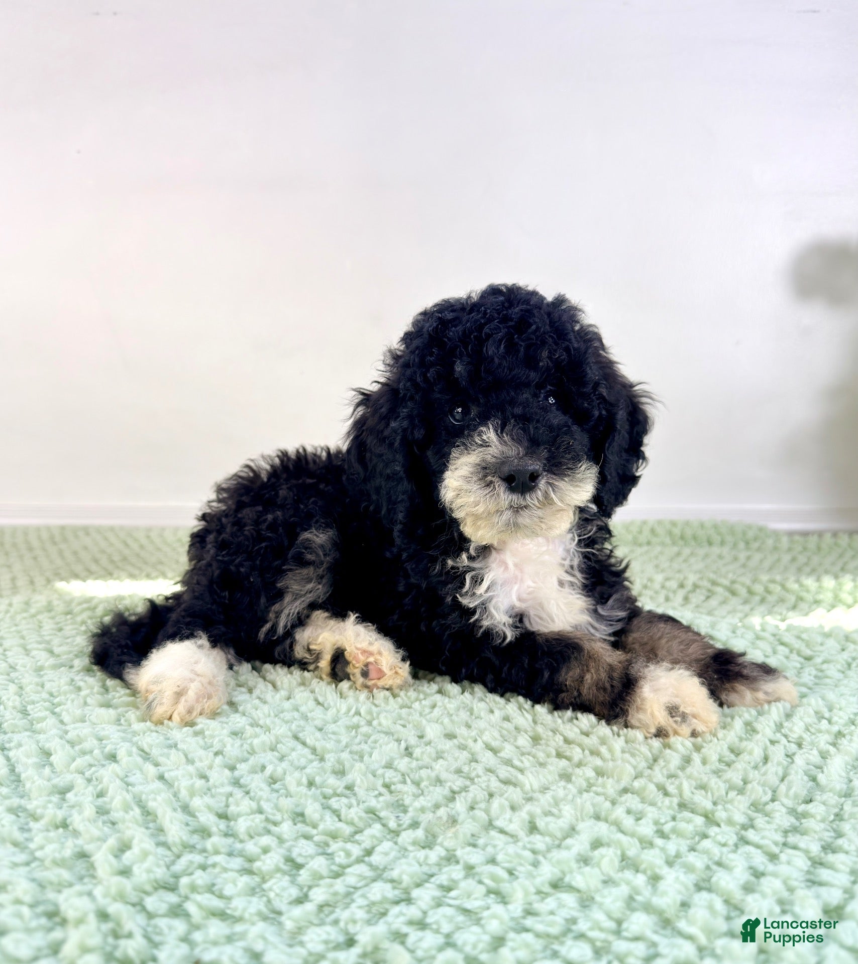 Bernedoodle dogs for sale: Salem - Ad 1