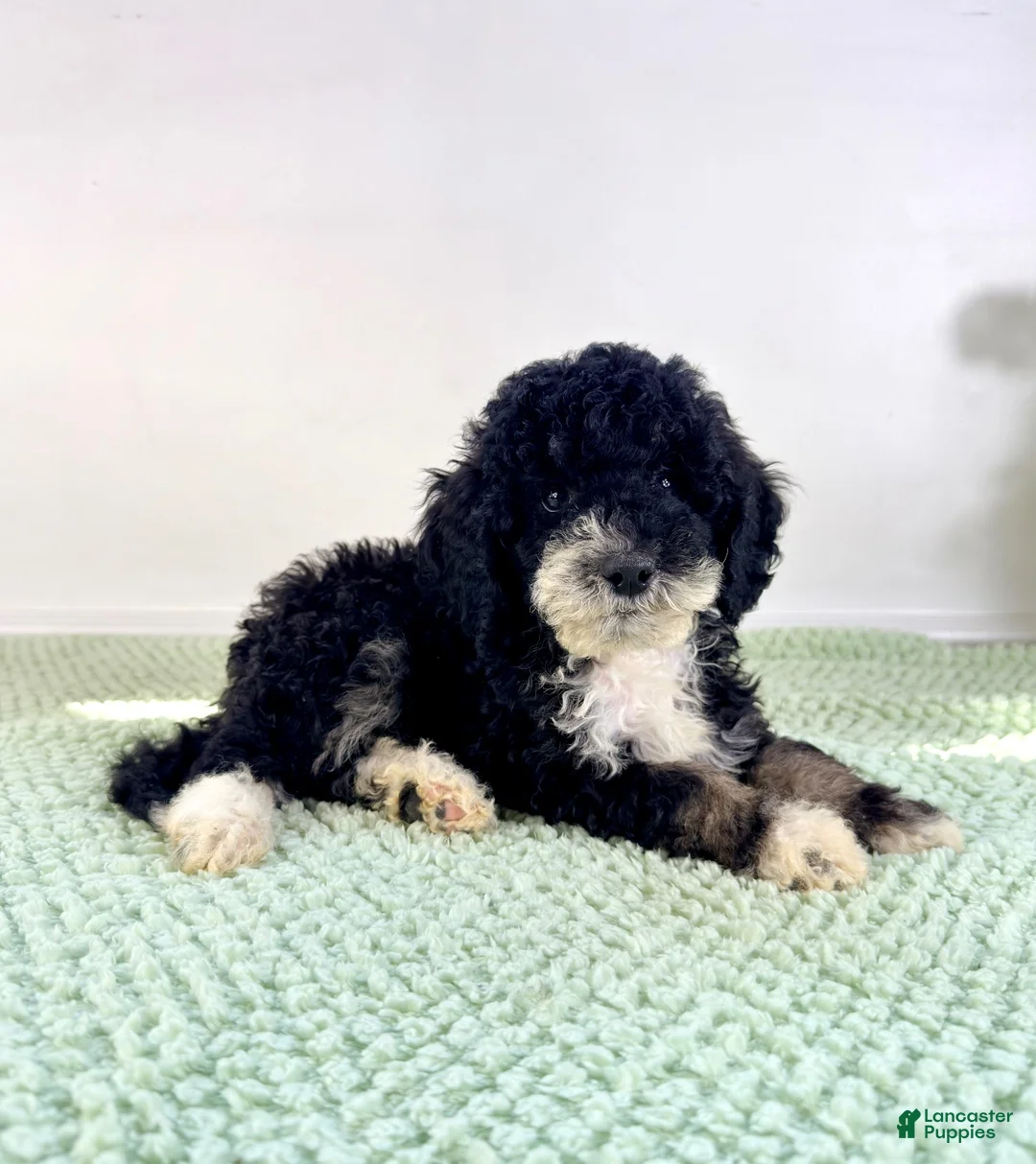 Bernedoodle dogs for sale: Salem - Ad 1