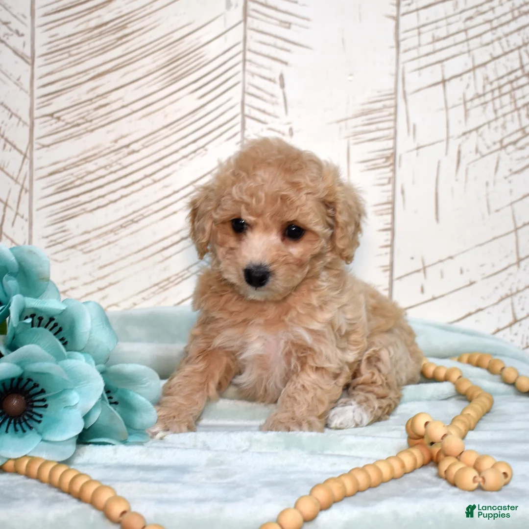 Bichpoo dogs for sale: Sandy - Ad 2