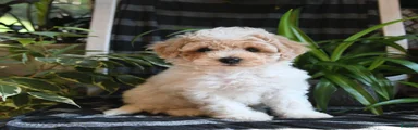 Baxter