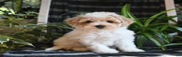 Bichpoo dogs for sale: Baxter - Ad 1