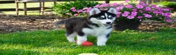 Siberian Husky dogs for sale: Blaze - Ad 3