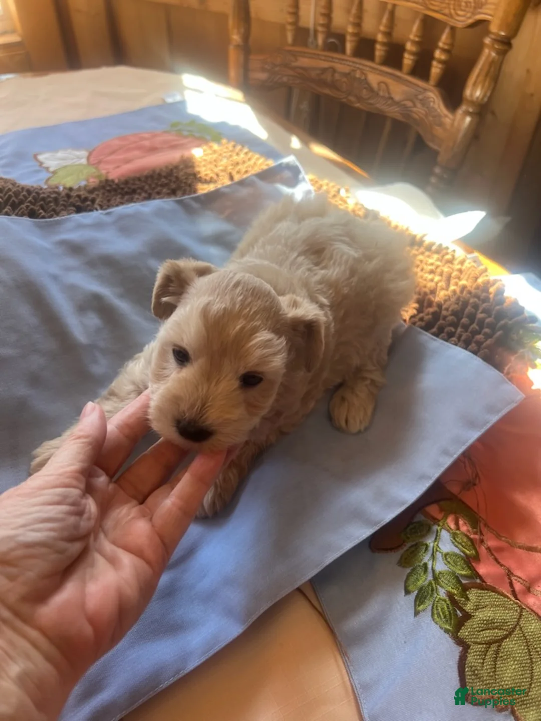 Miniature Schnauzer dogs for sale: Grace (Light red) - Ad 2