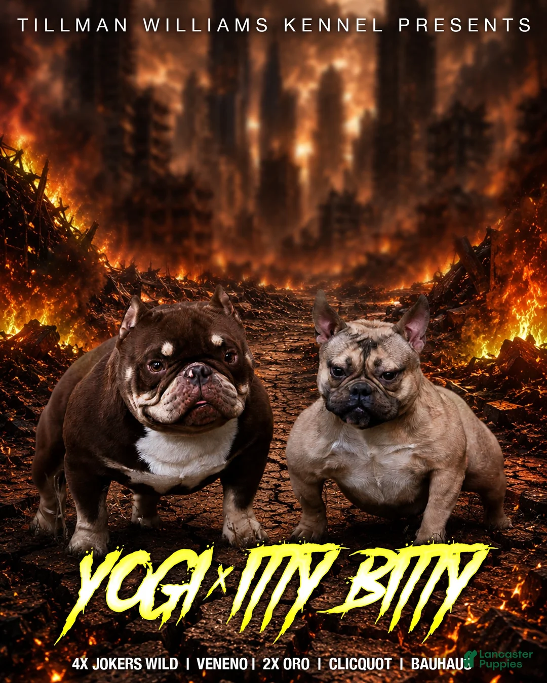 American Bully dogs for sale: Black Tri Male - Ad 8