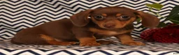 Miniature Dachshund dogs for sale: Abby - Ad 9