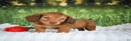 Miniature Dachshund dogs for sale: AKC Dillon - Ad 6
