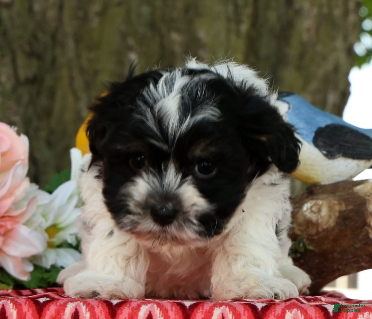 Havanese dogs for sale: Missy - Ad 5