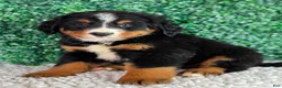 Bernese Mountain Dog dogs for sale:  Bentley  - Ad 3