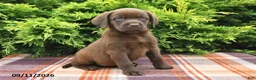 Labrador Retriever dogs for sale: Kelly - Ad 3