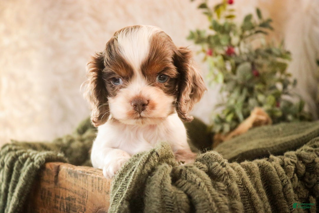 Cocker Spaniel dogs for sale: Graham - Ad 3