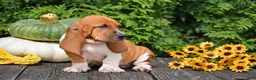 Basset Hound dogs for sale: Lilly - Ad 2