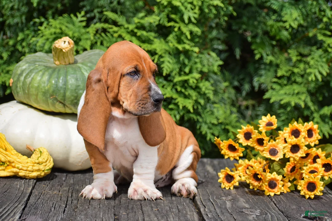 Basset Hound dogs for sale: Lilly - Ad 2