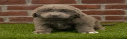 Newfoundland dogs for sale: Buster - Ad 4