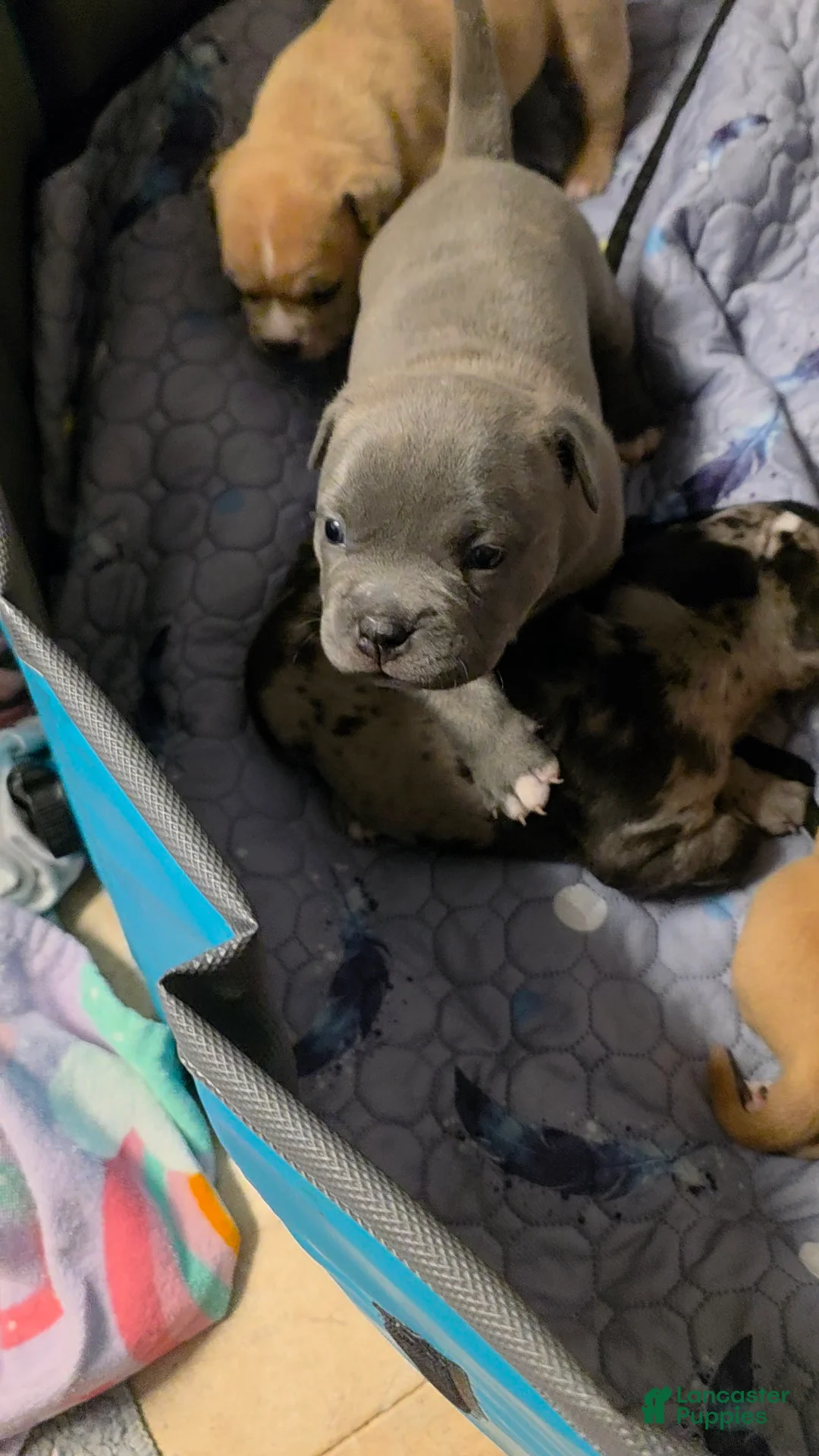 American Bully dogs for sale: Shelby - Ad 2
