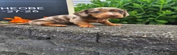 Miniature Dachshund dogs for sale: Phoebe - Ad 6
