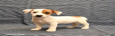 Janet