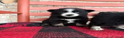 Pomsky dogs for sale: Panda - Ad 3