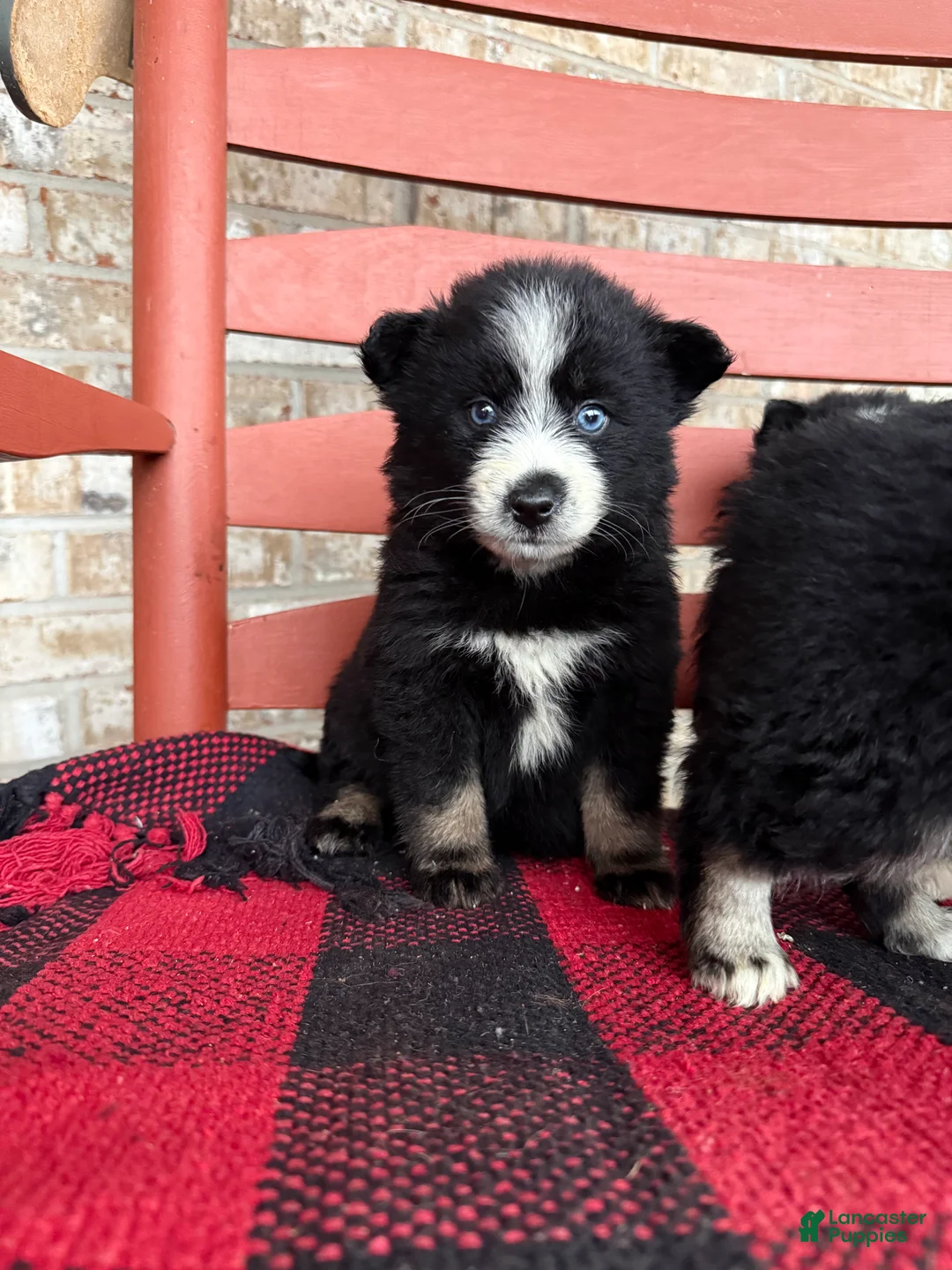 Pomsky dogs for sale: Panda - Ad 3