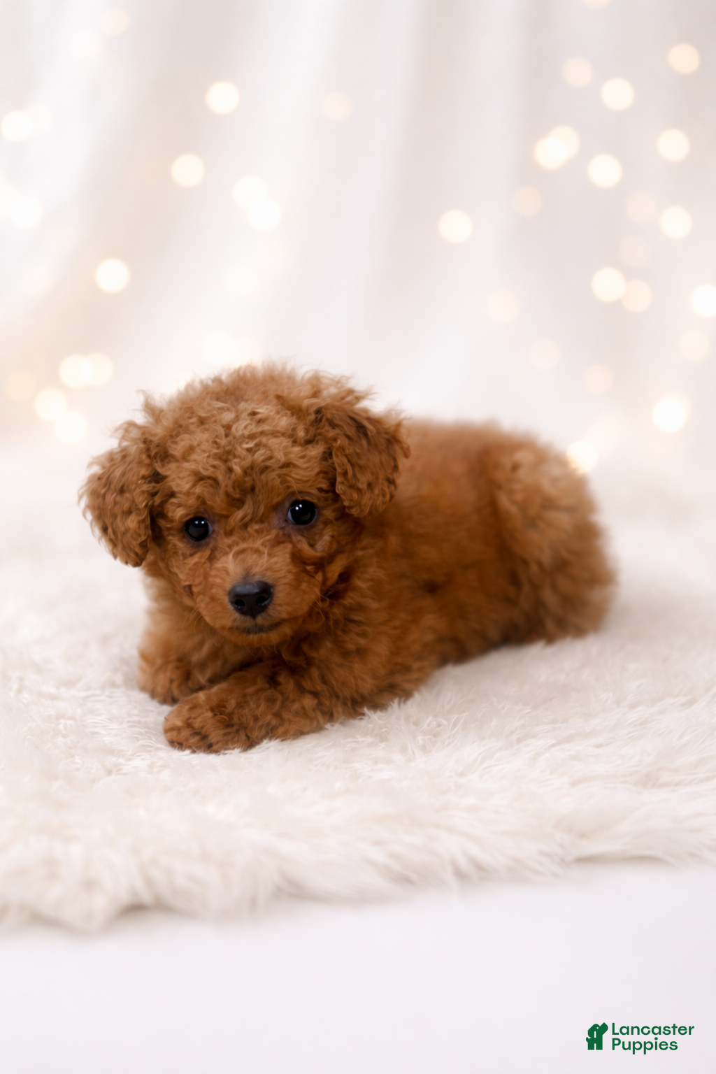 Miniature Labradoodle dogs Lollipop - Ad 14