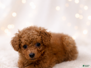 Miniature Labradoodle dogs Lollipop - Ad 14