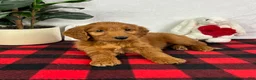 Mini Goldendoodle dogs for sale: Gala - Ad 4