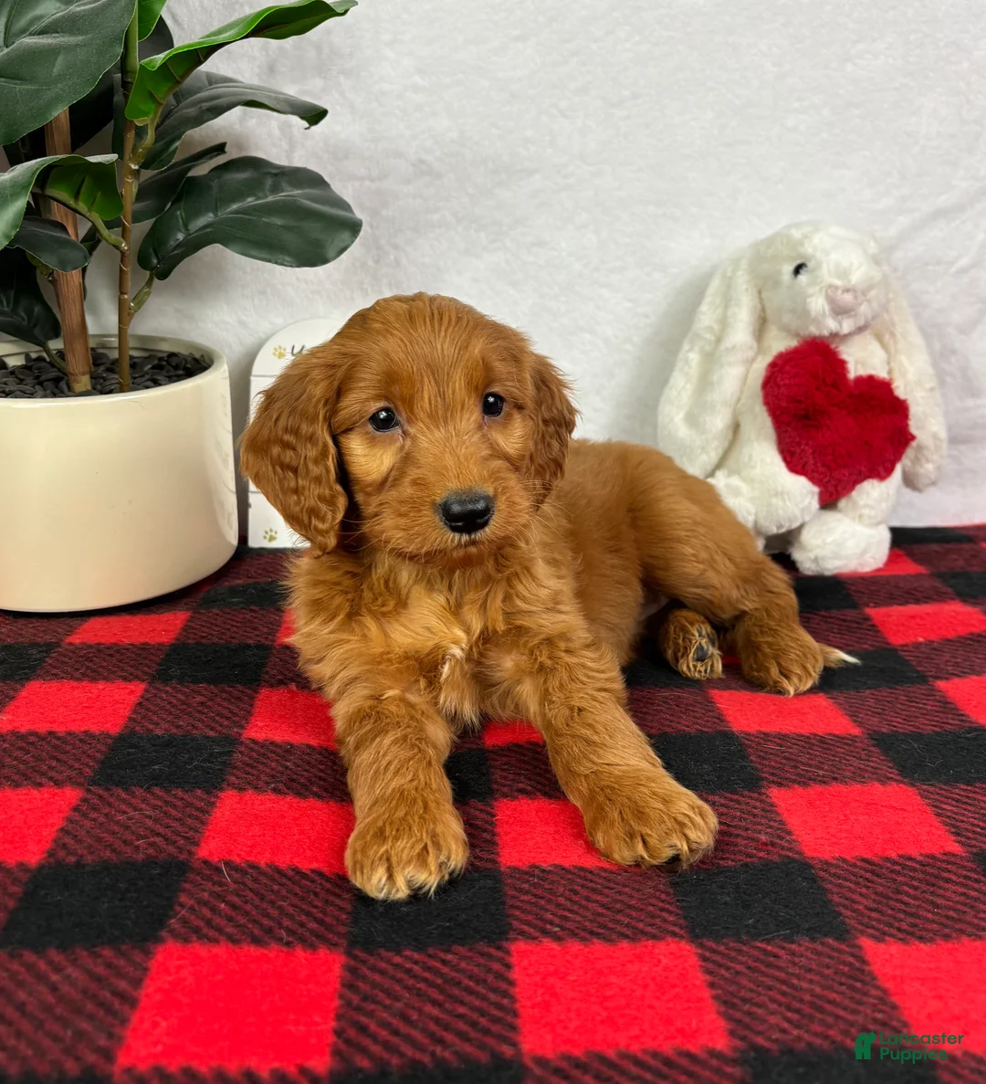 Mini Goldendoodle dogs for sale: Gala - Ad 4