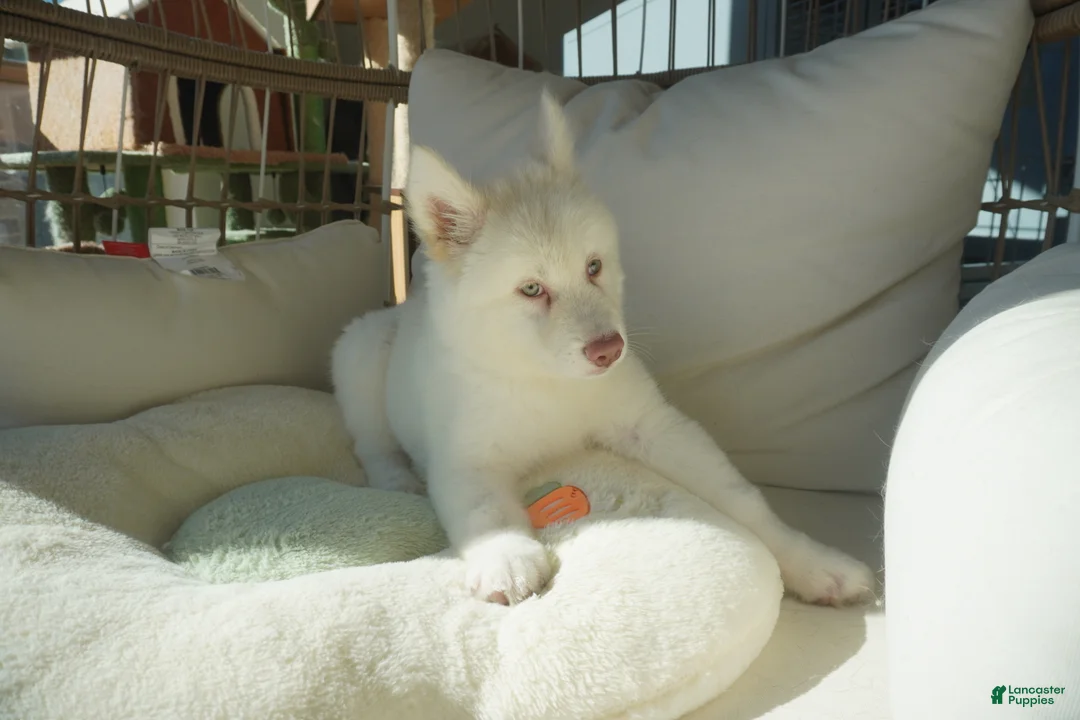 Alaskan Malamute dogs for sale: Melon - Ad 14