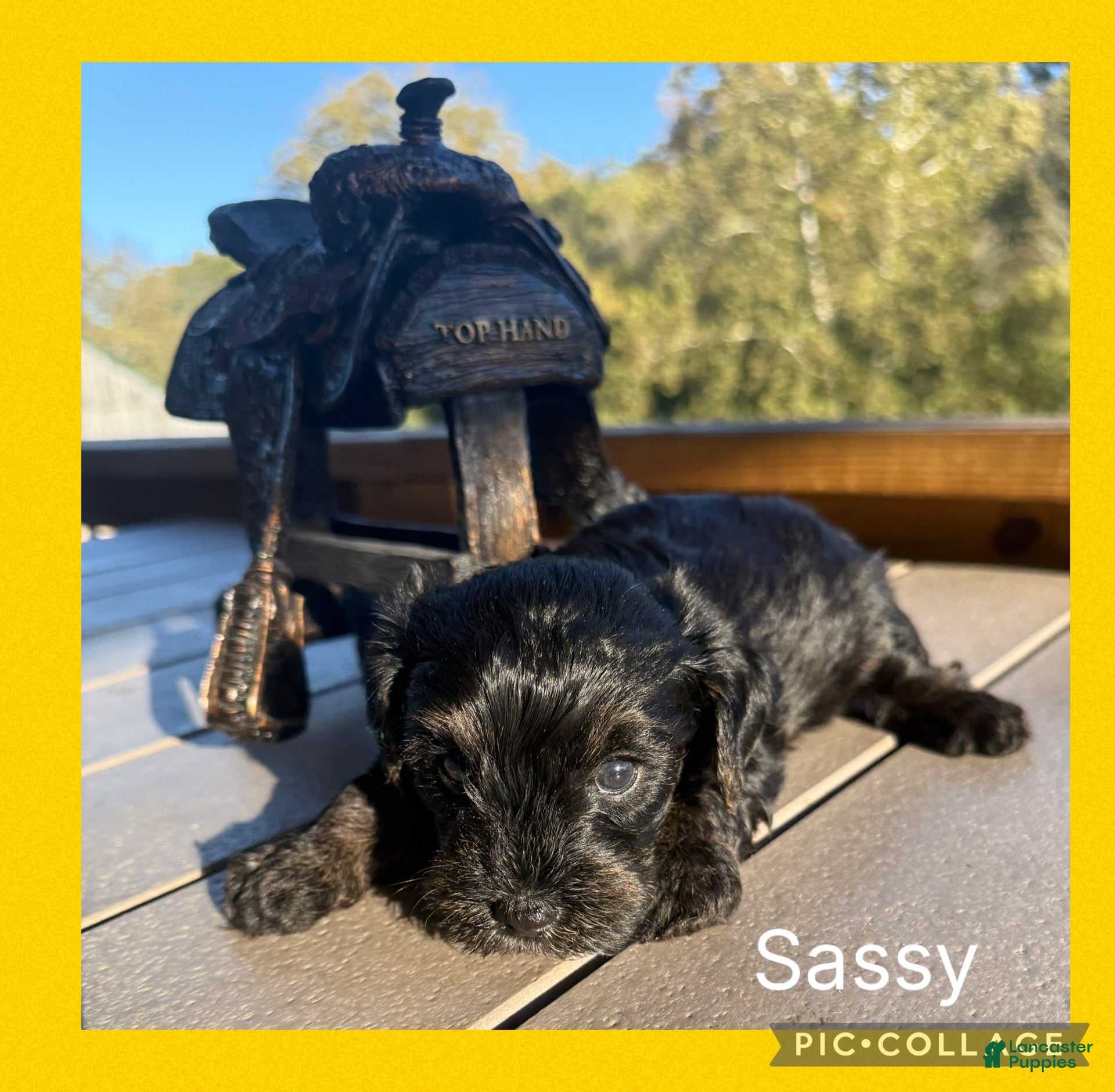 Mixed Breed dogs for sale:  2Sara - Ad 1
