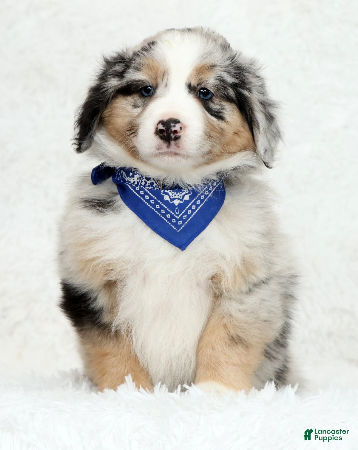 Australian Shepherd dogs River - Ad 2