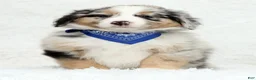 Australian Shepherd dogs for sale: River - Ad 2