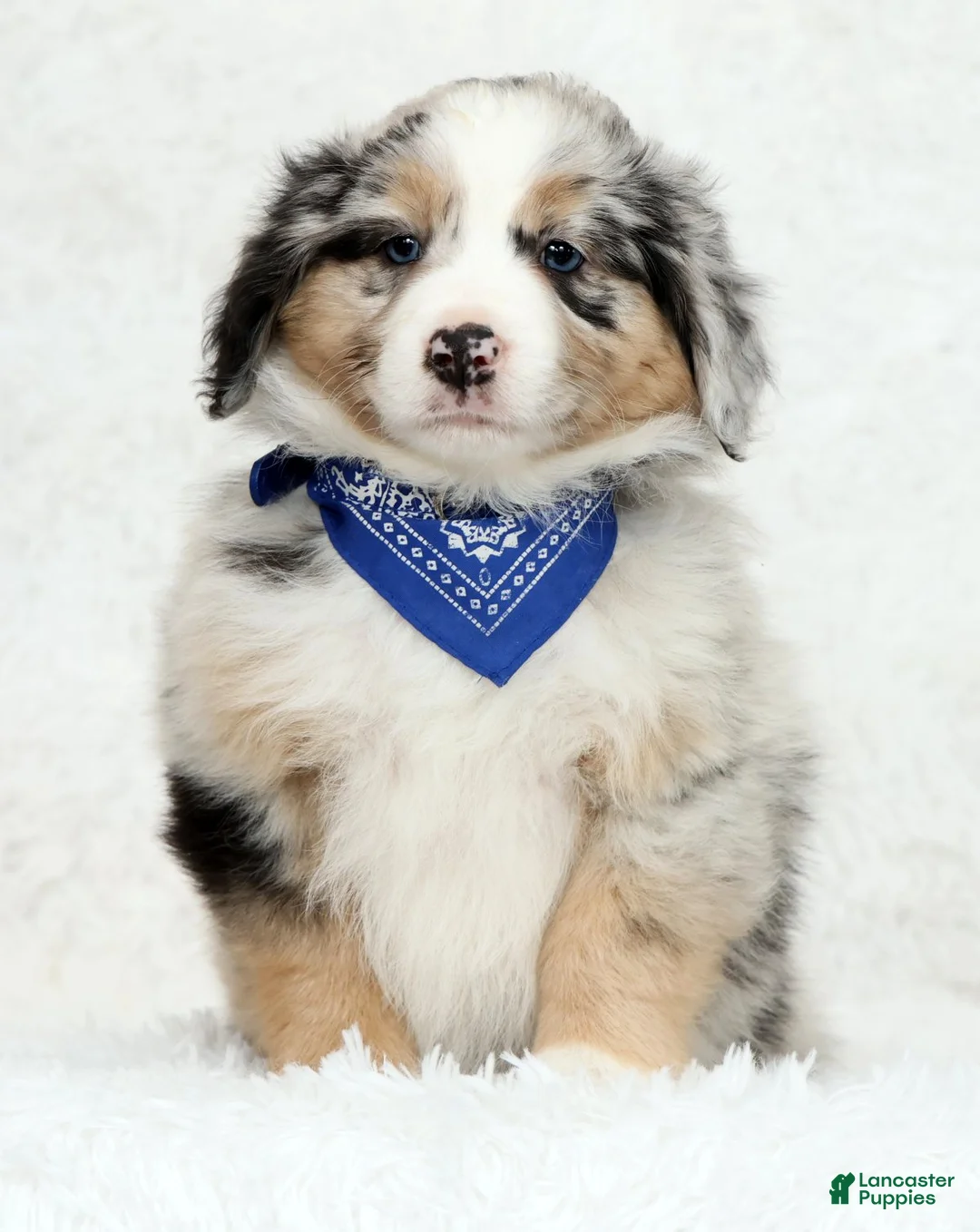 Australian Shepherd dogs for sale: River - Ad 2