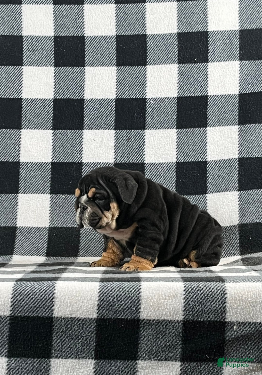 English Bulldog dogs for sale: Tate - Ad 2