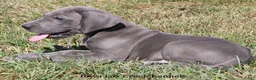 Great Dane dogs for sale: Sarge - Ad 6