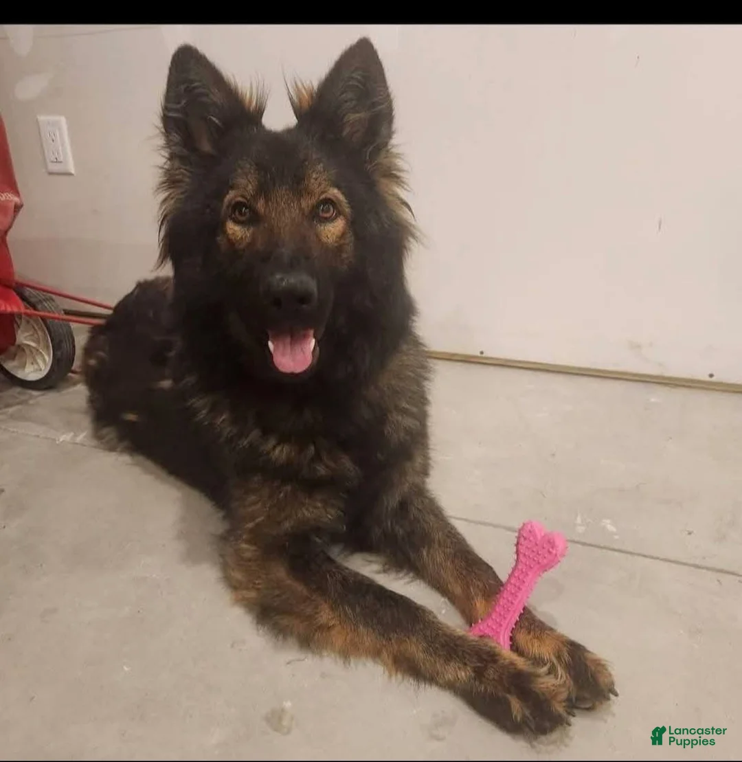 German Shepherd dogs for sale: German Shepherd Puppy 1 - Ad 2