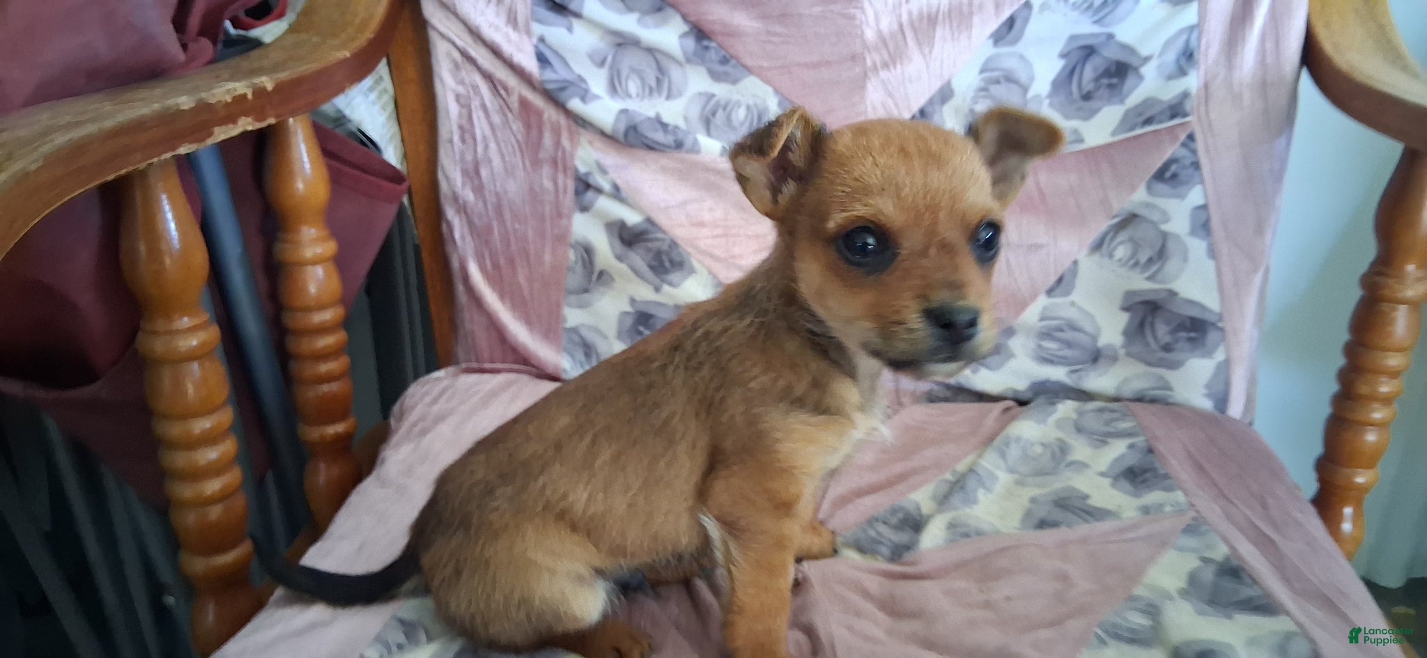 Mixed Breed dogs Mixed Breed Puppy 1 - Ad 38