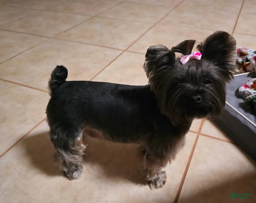 Yorkshire Terrier dogs for sale: Yorkshire Terrier Puppy 1 - Ad 2