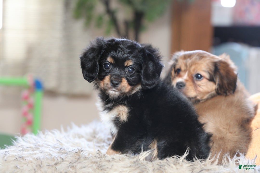 Mixed Breed dogs for sale: Cavalon Midnight - Ad 23