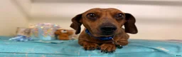 Miniature Dachshund dogs for sale: Miniature Dachshund 3 - Ad 3